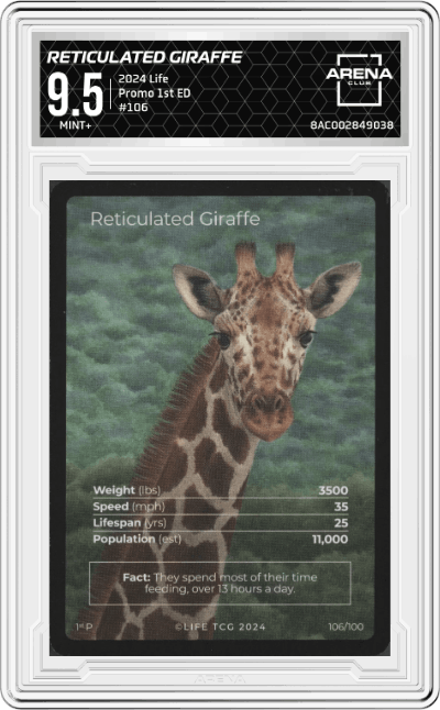 Reticulated Giraffe