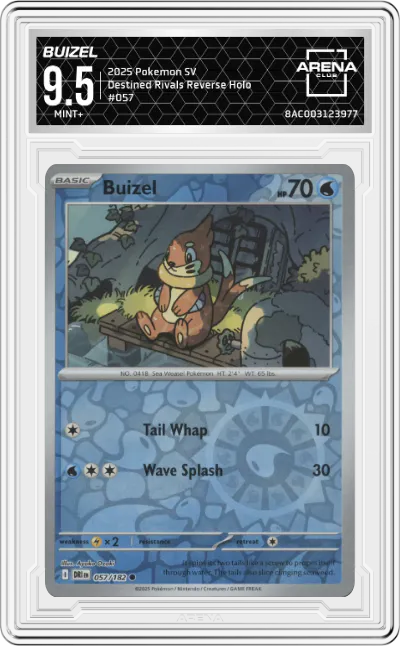 Buizel