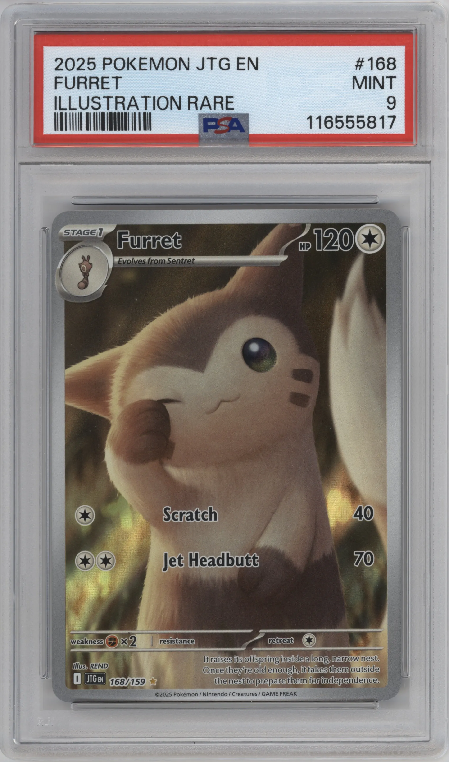 Furret from the 2025 Pokemon SV set graded by PSA and given an overall grade of 9.