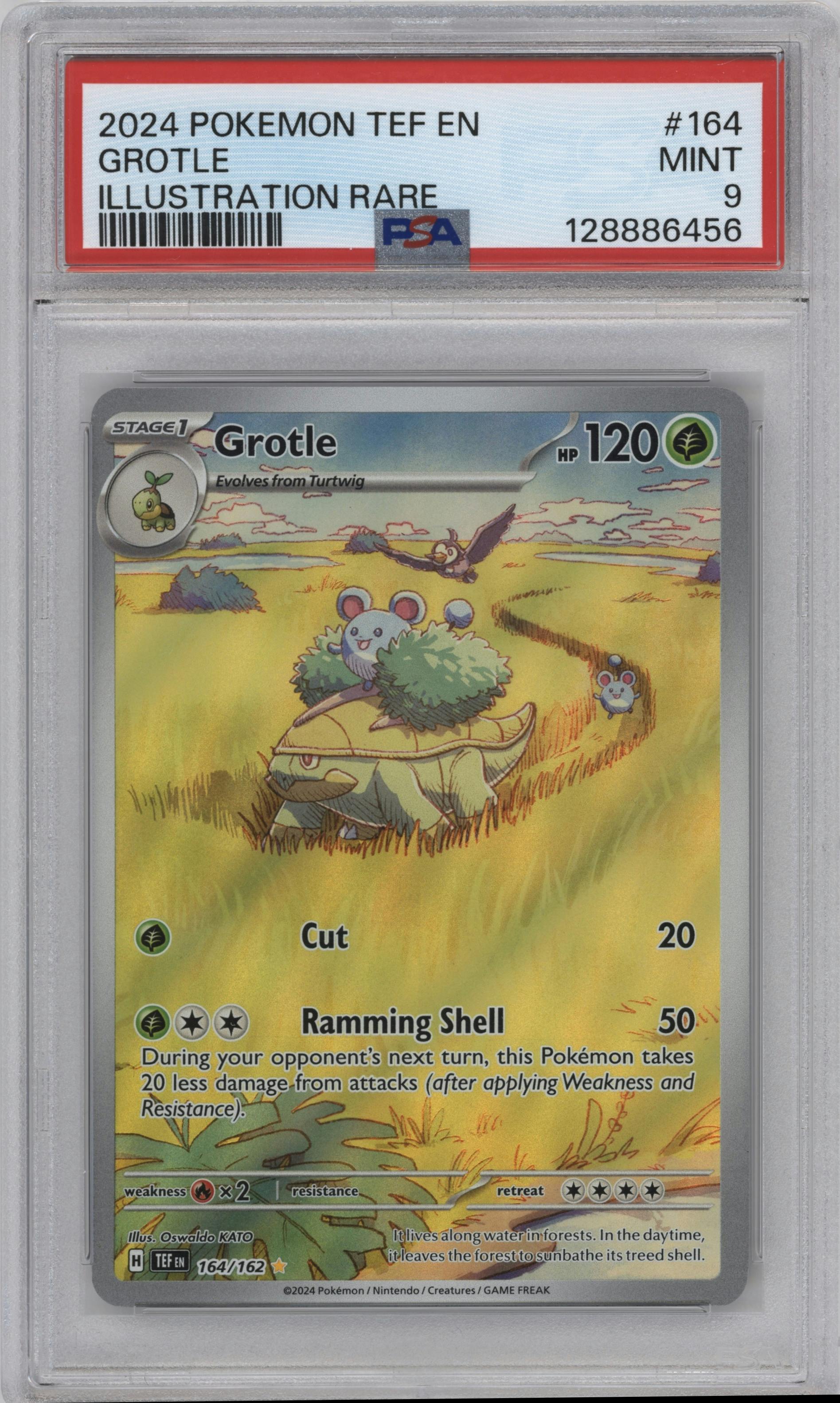 Grotle