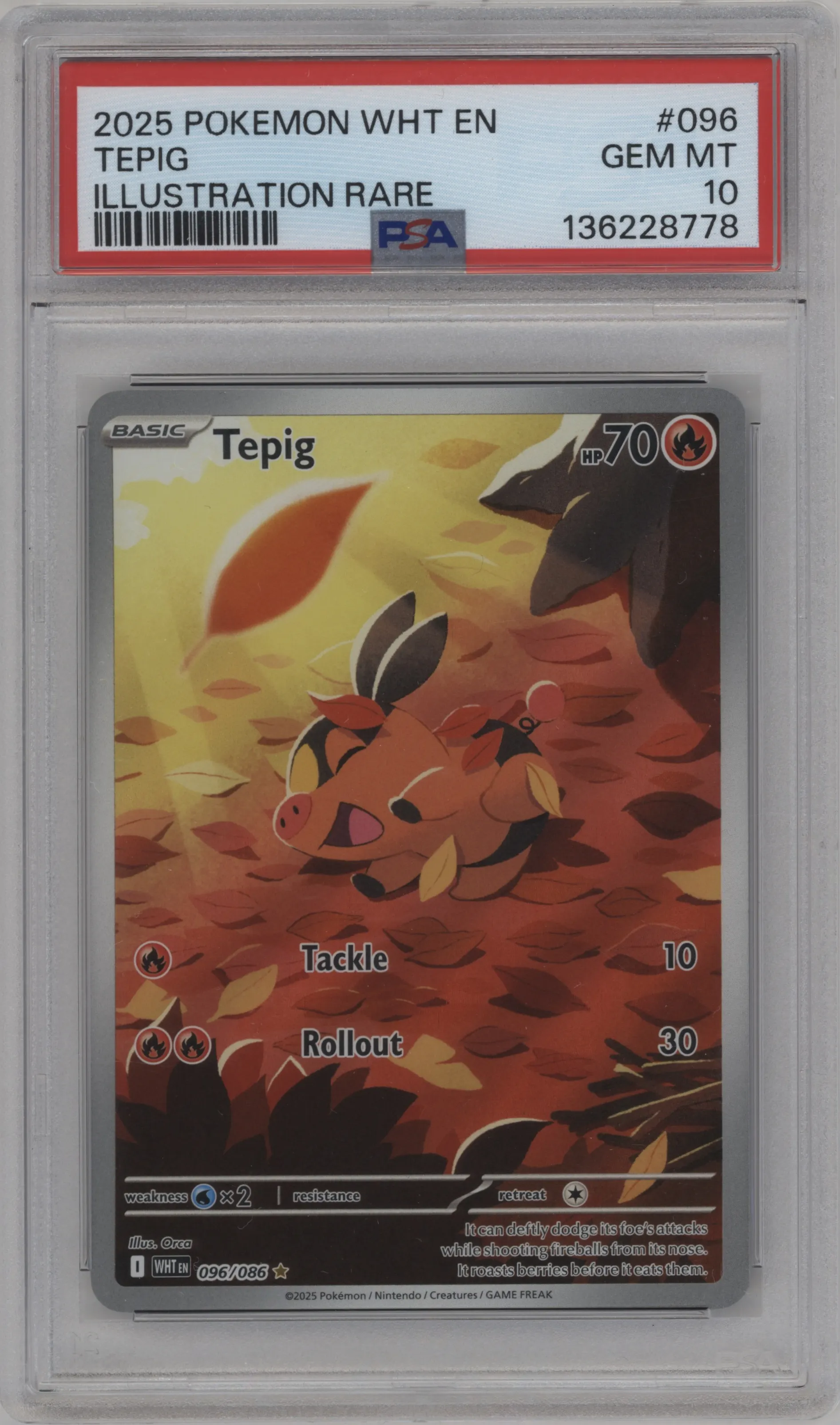Tepig