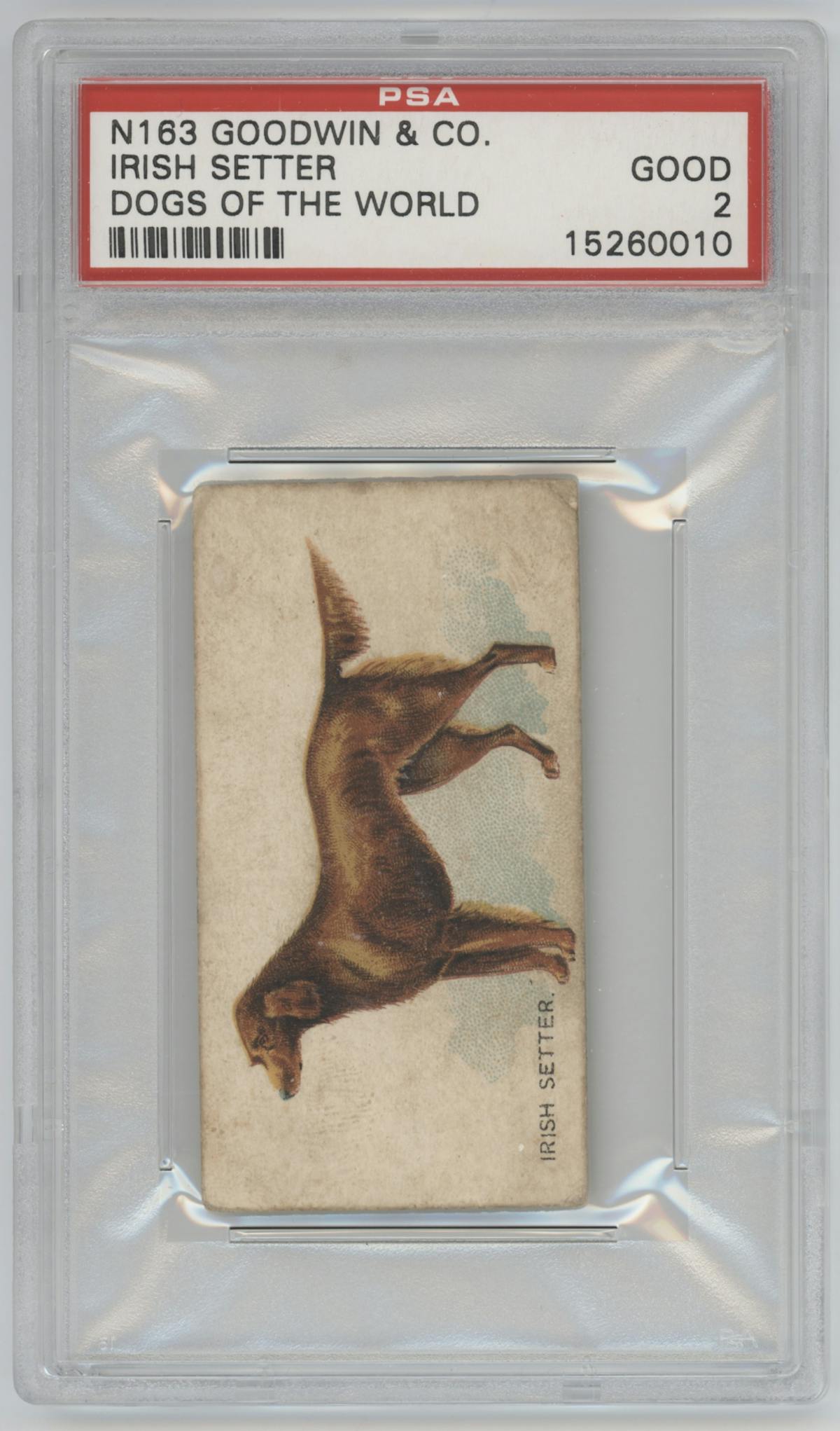 Irish Setter from the 1890 Goodwin & Co. Dogs of the World (N163) set graded by PSA and given an overall grade of 2.