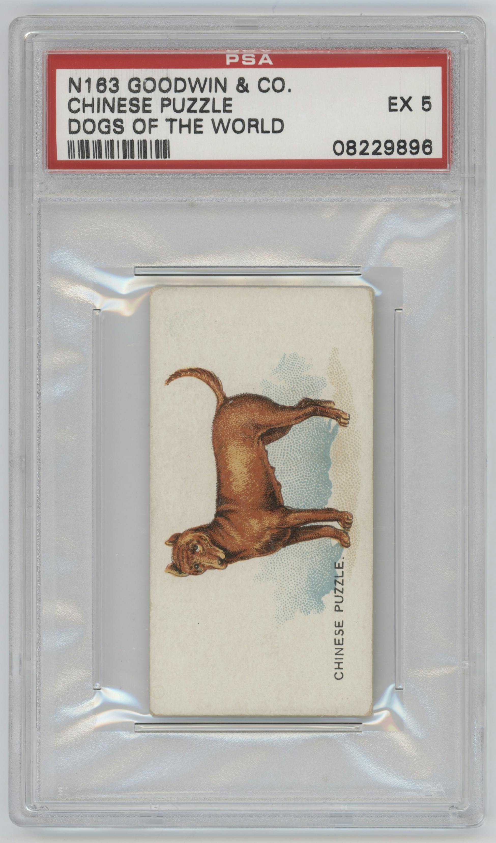 Chinese Puzzle from the 1890 Goodwin & Co. Dogs of the World (N163) set graded by PSA and given an overall grade of 5.