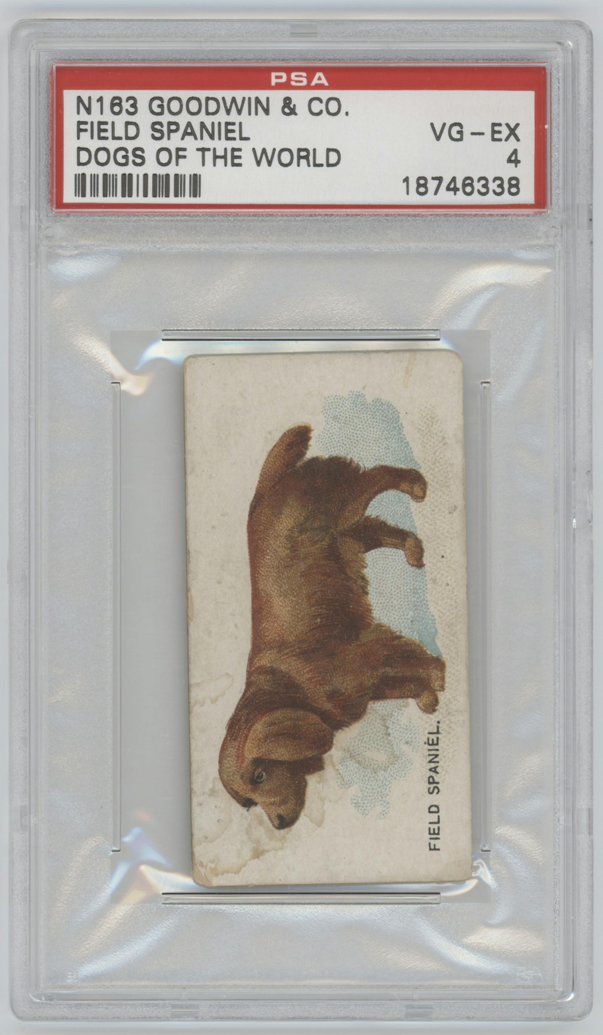 Field Spaniel from the 1890 Goodwin & Co. Dogs of the World (N163) set graded by PSA and given an overall grade of 4.