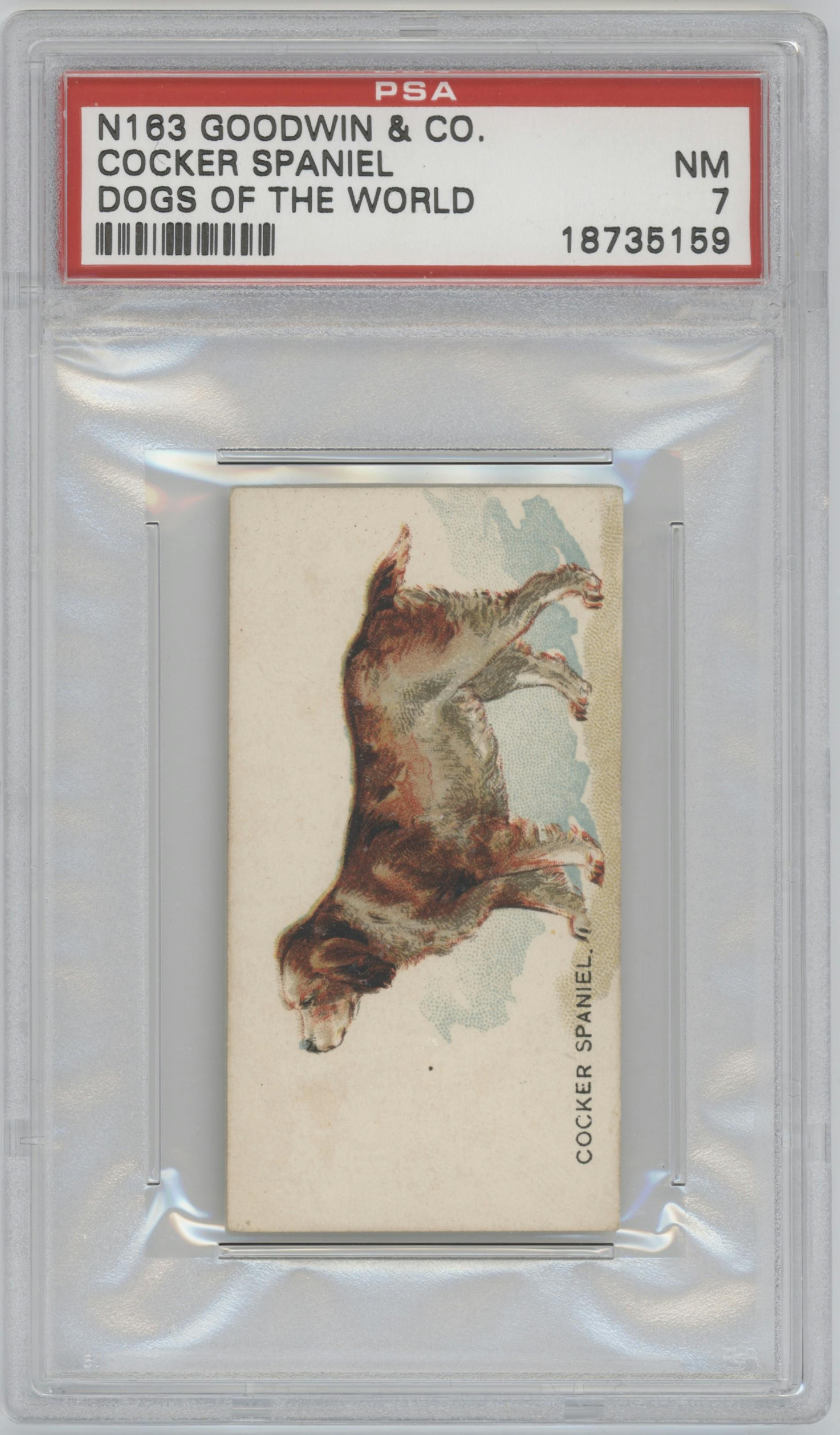 Cocker Spaniel from the 1890 Goodwin & Co. Dogs of the World (N163) set graded by PSA and given an overall grade of 7.