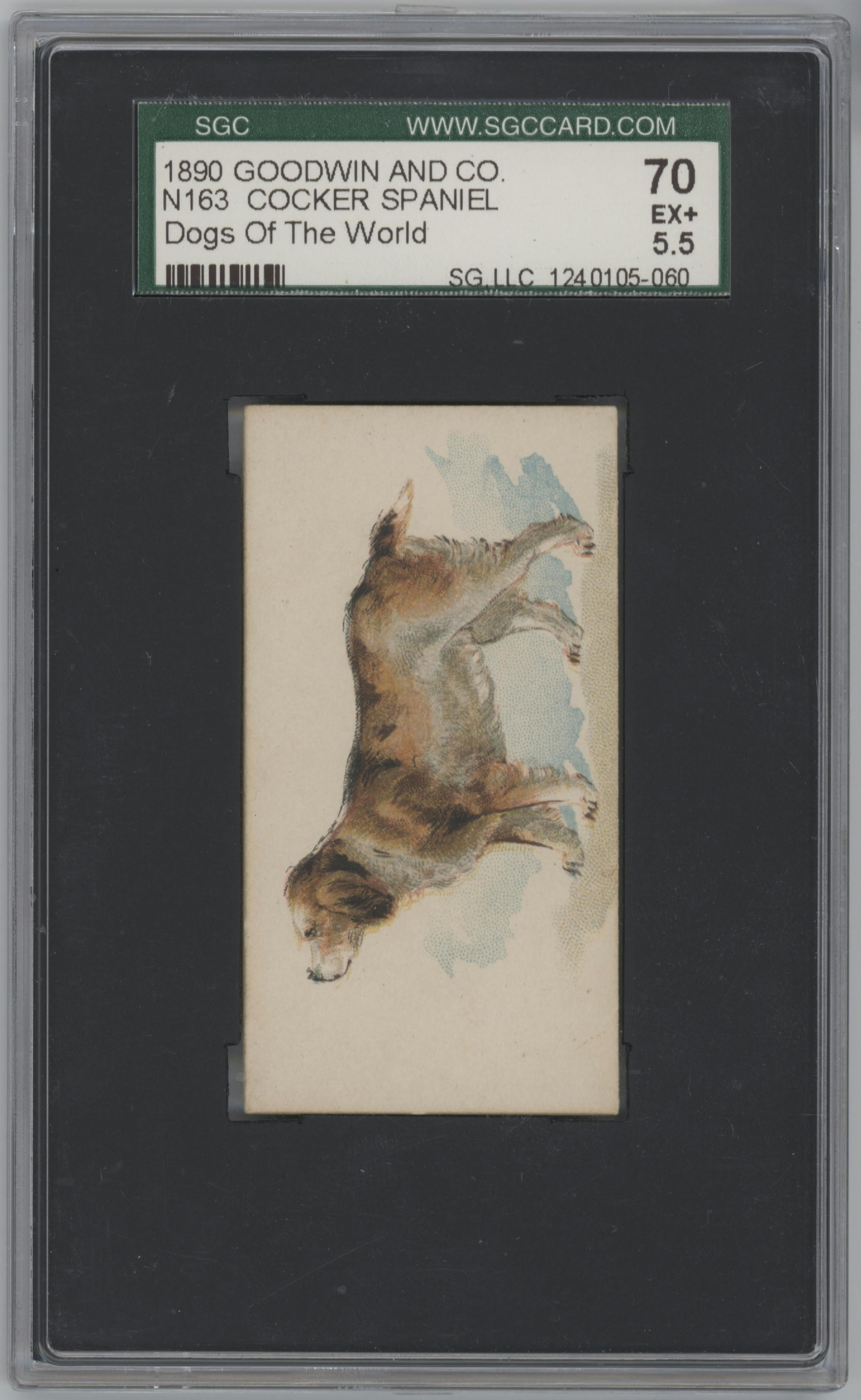 Cocker Spaniel from the 1890 Goodwin & Co. Dogs of the World (N163) set graded by SGC and given an overall grade of 5.5.