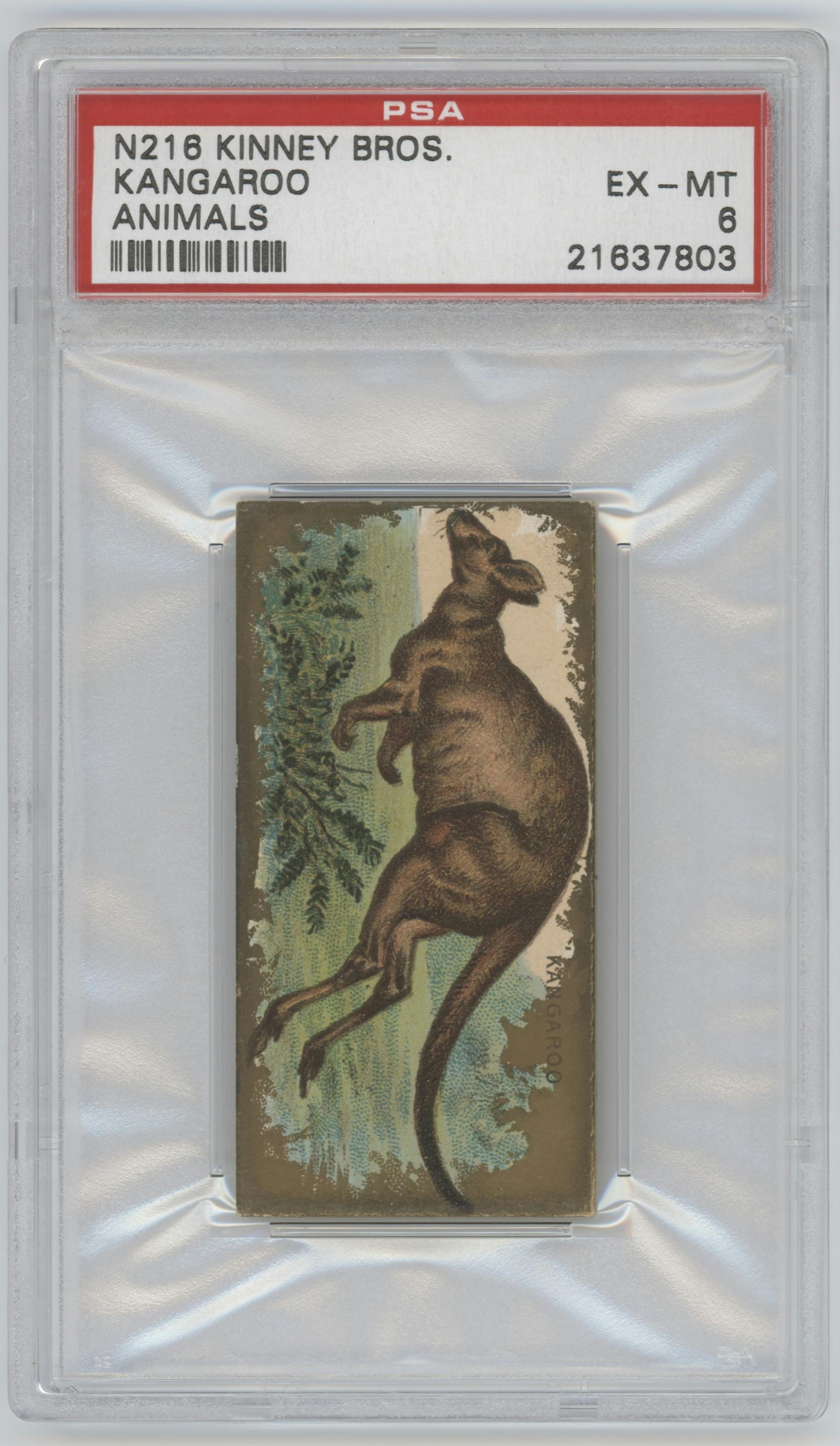 Kangaroo from the 1890 Kinney Bros. Animals set graded by PSA and given an overall grade of 6.
