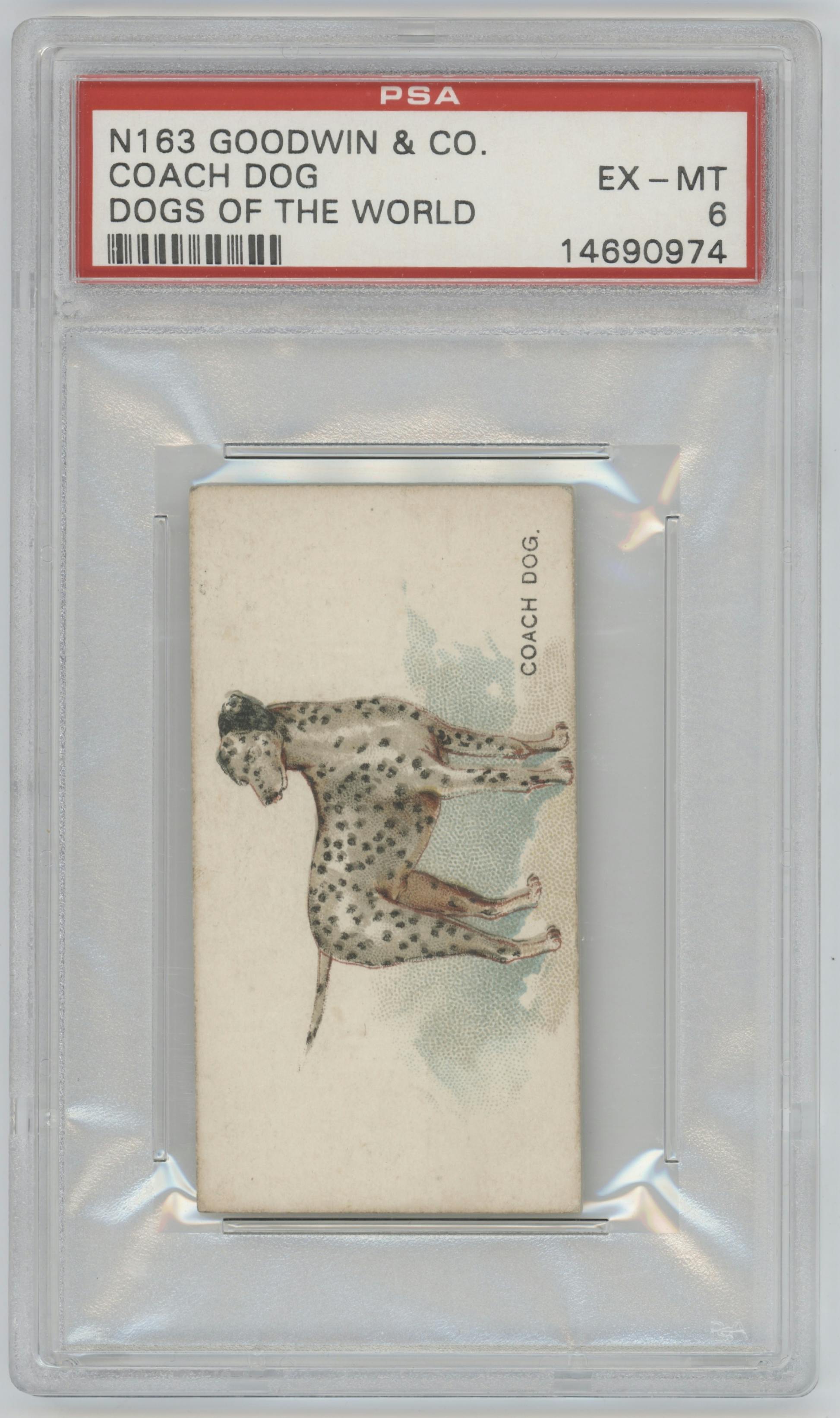 Coach Dog from the 1890 Goodwin & Co. Dogs of the World (N163) set graded by PSA and given an overall grade of 6.