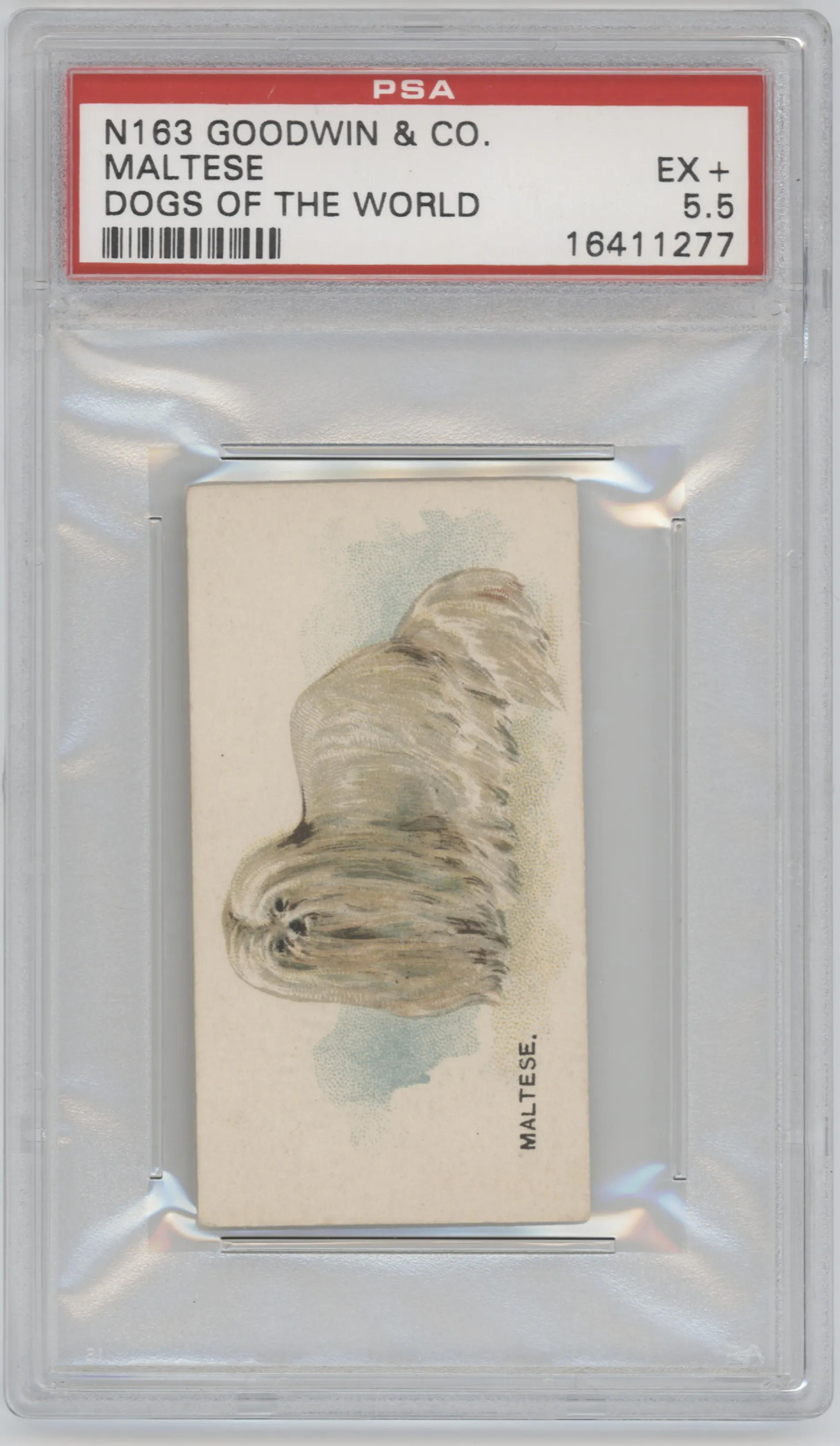 Maltese from the 1890 Goodwin & Co. Dogs of the World (N163) set graded by PSA and given an overall grade of 5.5.