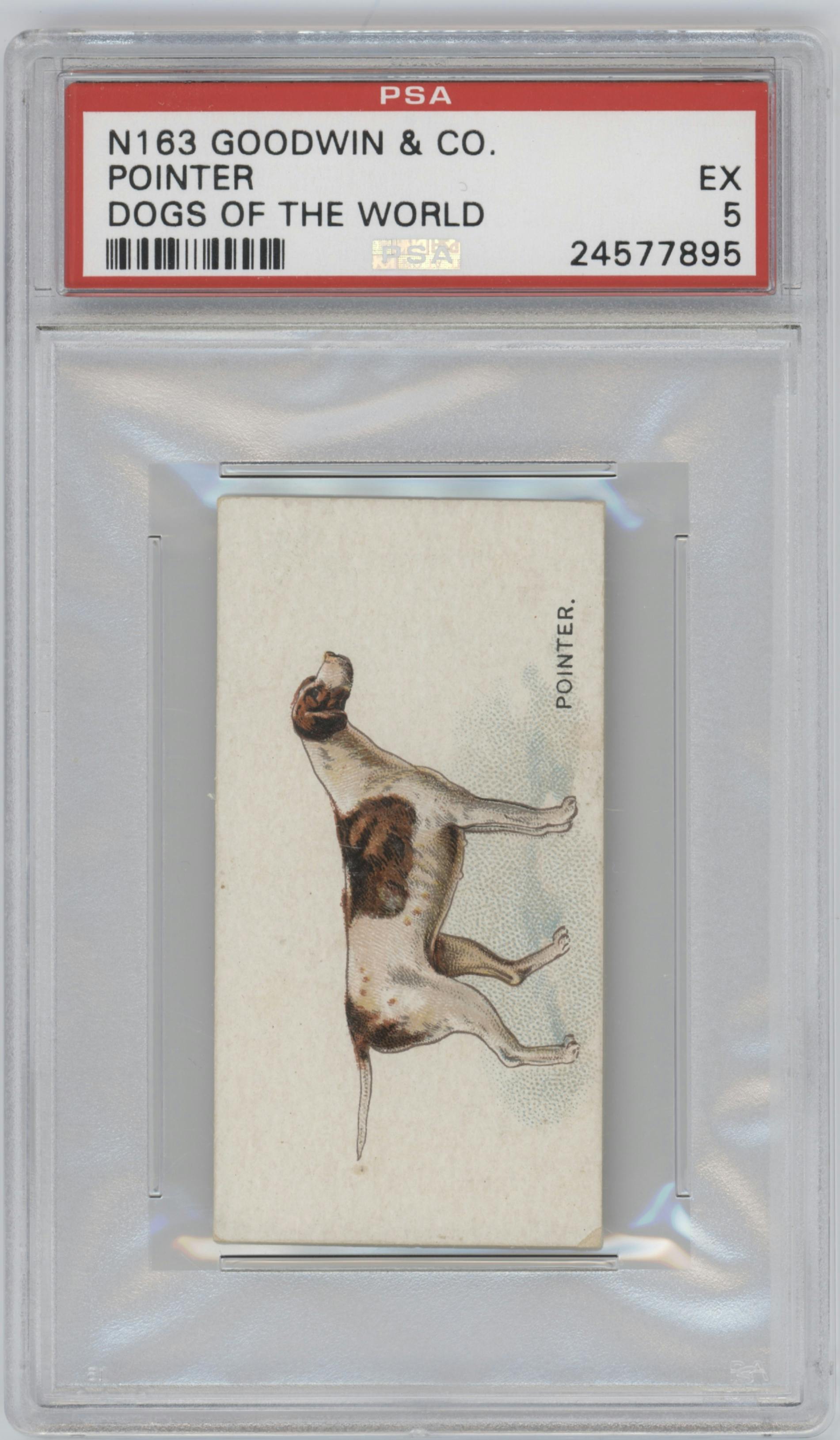 Pointer from the 1890 Goodwin & Co. Dogs of the World (N163) set graded by PSA and given an overall grade of 5.